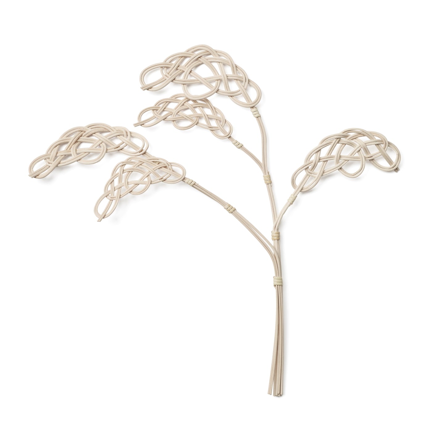 Bonsai Cloud Fragrance Tree