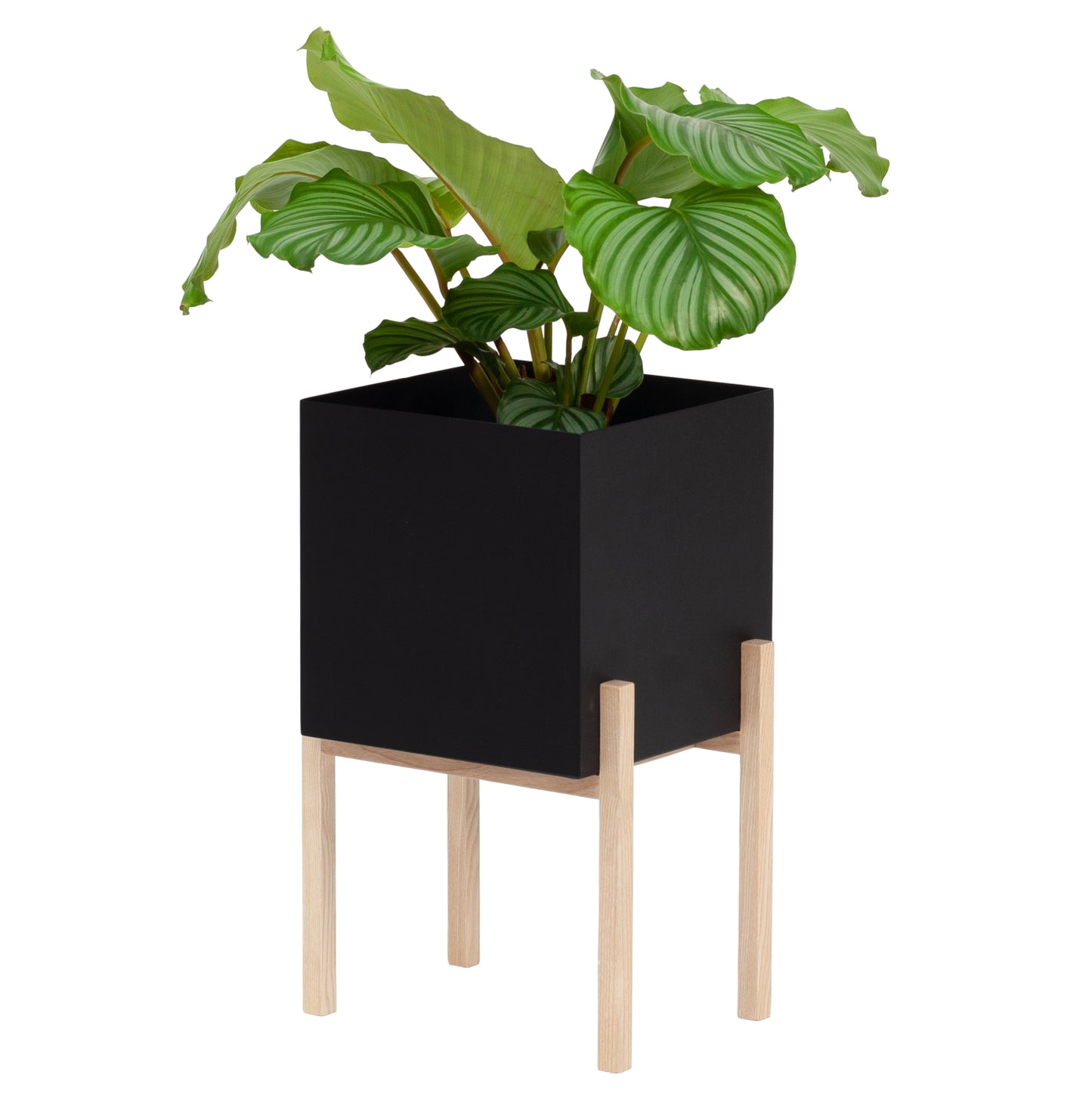 Botanic Stand Pedestal Ash