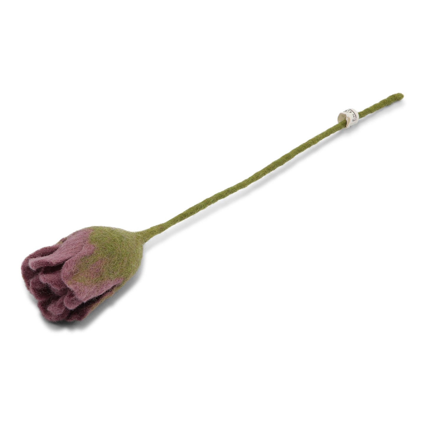 Tulip Purple